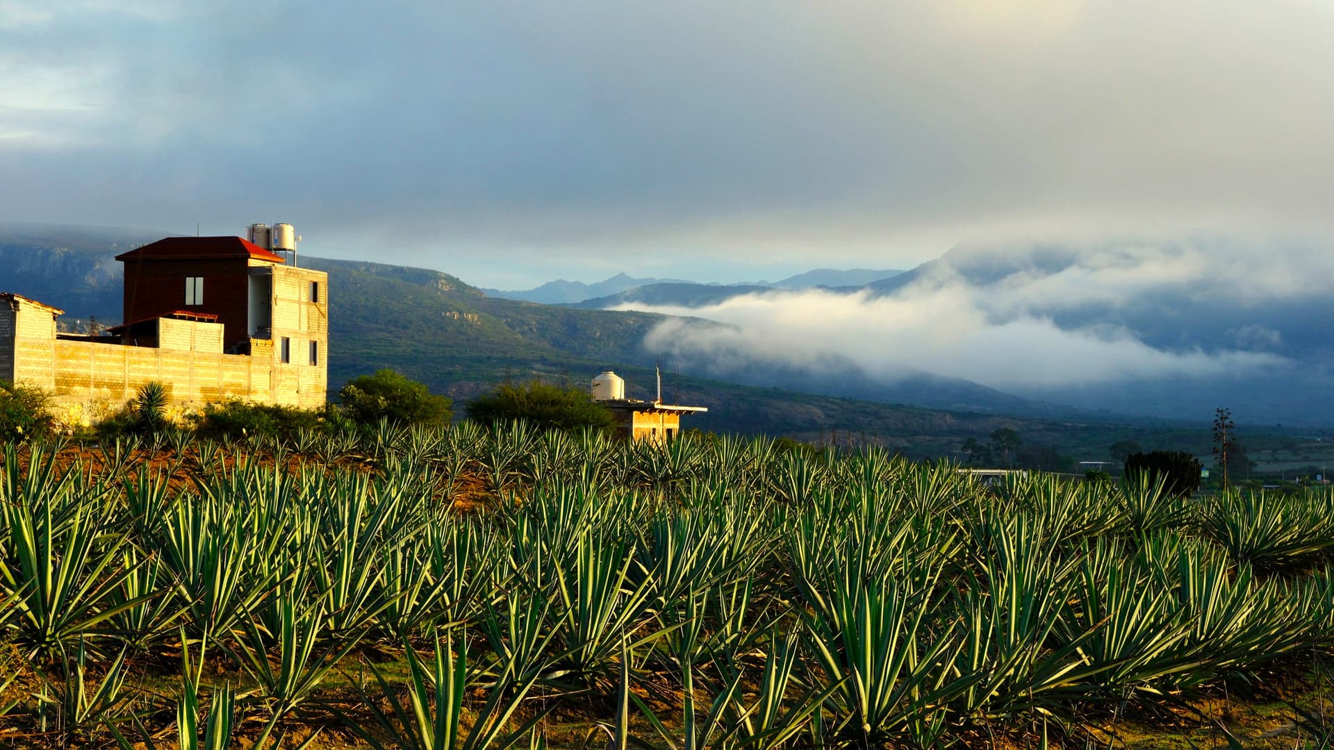 Oaxaca and Indigenous South